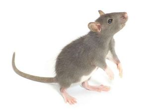 一只老鼠的寿命有多长 