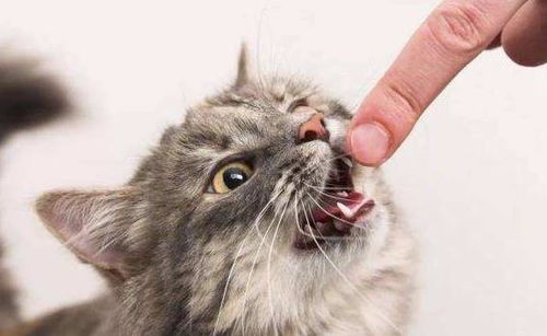猫咪为什么咬人你知道吗 也许是因为喜欢你