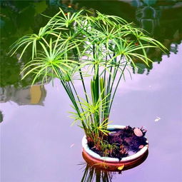 水竹(旱伞草、水棕竹)的养殖方法,怎么种好水竹？