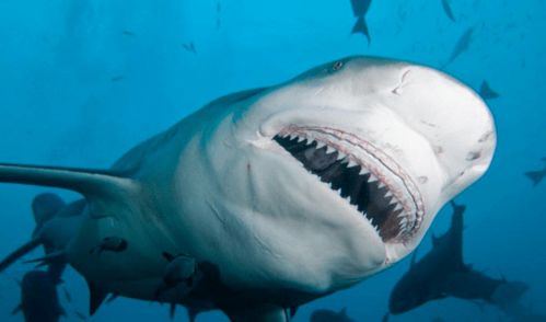 澳洲渔民连钓3条只剩下头的大型鲨鱼,为何吓得立即返航