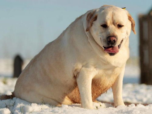 狗狗过度肥胖的危害有哪些