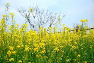 油菜花黄了,黄得像什么 梨花白了,白得像什么 