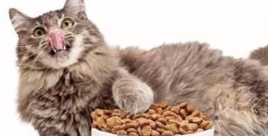 猫一天吃多少猫粮 科学喂养公式如果看不懂,就参照大概值吧