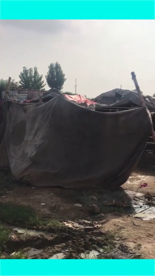 巴基斯坦贫困区的一幕,都是用烂棚子搭的,生活太不容易了 