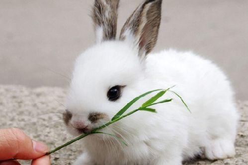 兔子球虫病的症状及防治,兔子球虫病的预防与治疗