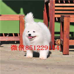 淄博正规犬舍出售雪白色萨摩耶幼犬可随时上门选购
