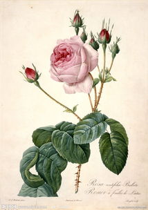 关于玫瑰花的浪漫诗句