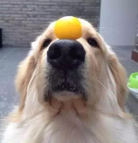 养宠小知识 吃蛋黄对狗狗成长有哪些作用 