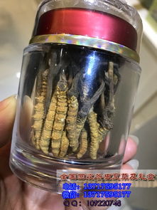 焦点关注!神奇发现！冬虫夏草烟100一盒的真面目“烟讯第50665章” - 1 - 680860香烟网