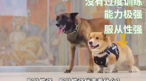 警犬冷知识 第3 3集