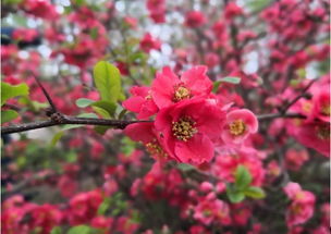 粉色海棠花语是什么？