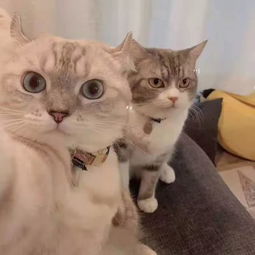 两只猫合照,心机猫知道怎样拍照显得脸小