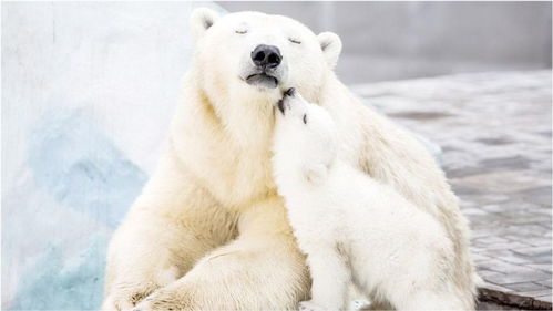 俄罗斯北部,一北极熊带着小崽子跑到人类居住点觅食,被一群狗子围攻 