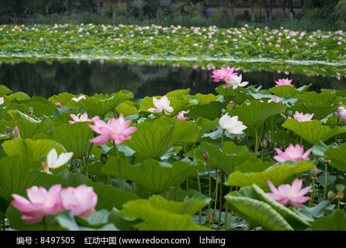 荷花池塘高清图片下载 红动中国 