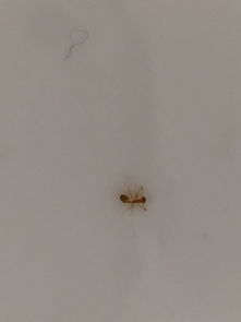 家里突然出来好多像蚂蚁一样棕色的小虫,有什么办法可以解决 
