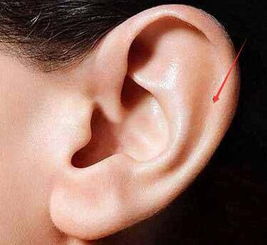 耳朵为 采听官 那么如何从耳相看吉凶呢 
