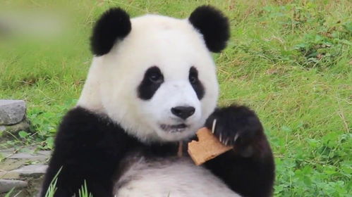 这颜值在熊猫中属于什么水平