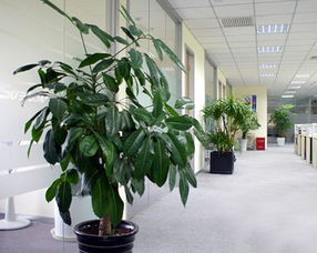 办公室装饰植物摆放有什么讲究