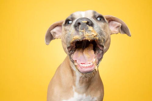 他拍下一群吃花生酱的狗狗,每只狗狗都露出幸福的微笑