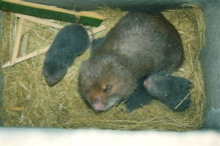 竹鼠 竹鼠25 竹鼠 竹鼠养殖 销售竹鼠 竹鼠批发 竹鼠,竹鼠养殖,销售竹鼠,竹鼠批发 