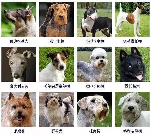 178种狗狗品种大全,按体型 智商都是这么分