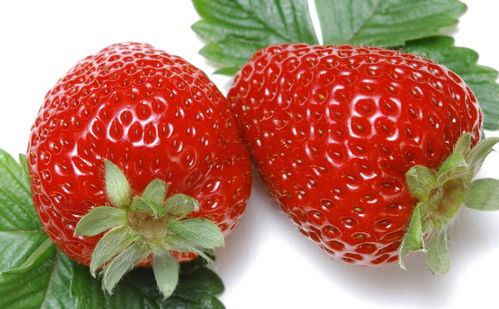 草莓什么时候成熟,草莓什么时候成熟