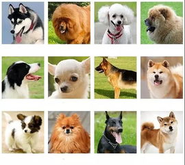 小型狗狗品种,小型狗狗品种大全及图片
