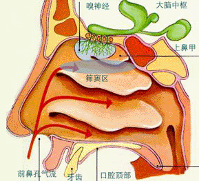 鼻窦炎纳入医保吗(鼻窦炎可以报百万医疗保险)