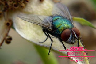 绿豆蝇和苍蝇有什么区别,夏天用食物驱除苍蝇的五个有效方法 