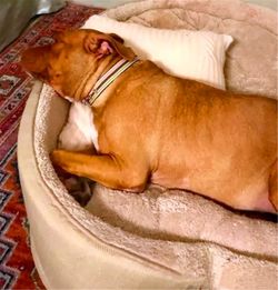 狗狗在水泥地睡了9年,被收养后第一次遇到软垫,再也不肯挪步了