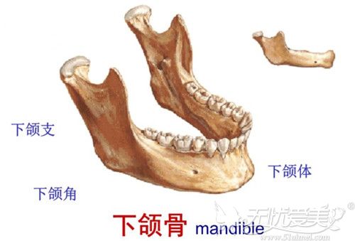 哪些方法可以改善下颌变宽发腮(怎样改善下颌角宽大)