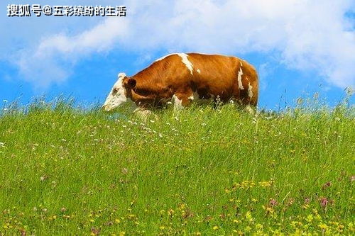 7天后,财气提升,旧爱重回,越过荆棘,梦想成真,生活越来越好 感情 