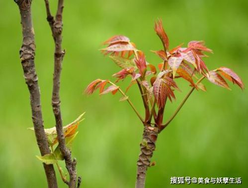 一斤上百元的香椿为何这么贵 看到种植地后,顾客 就该这么贵