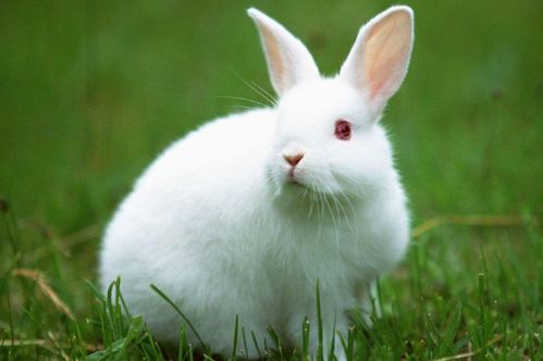 1975年卯兔一生宿命 45岁后是福是祸 家里有属兔的速看