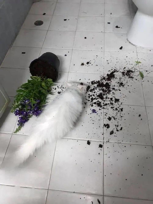 猫咪打翻了花盆,还在地上玩 