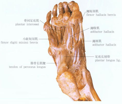 足部骨头解剖图 搜狗图片搜索