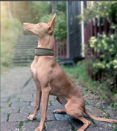 最古老的狩猎犬种之一 大型法老王猎犬 