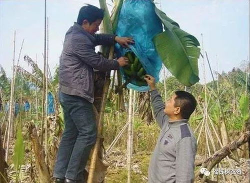 香蕉套袋技术,套出新世界 袋子的最佳尺寸规格