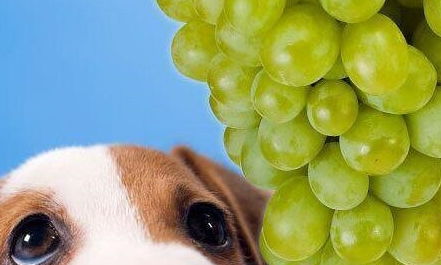 谨记 这些水果我们虽然能吃,但狗狗却不能吃