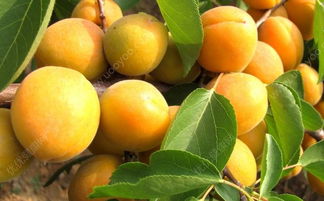 杏仁是杏子的核吗 杏仁可以生吃吗