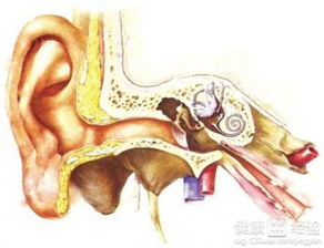 鼓膜充血的表现鼓膜充血怎么诊断