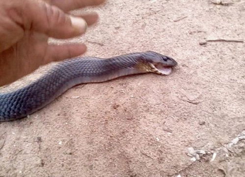 男子遇到一条精明的蛇 蛇感到了危险居然这样装死