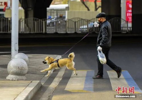 天气变冷了，出门遛狗会遇到哪些困难(天气冷适合遛狗吗)