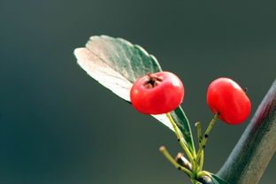 植物花卉 红红的火棘果图片 12张