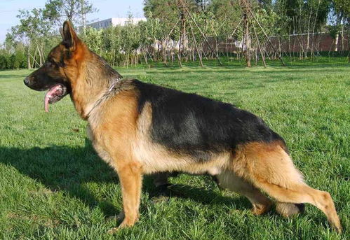 德国牧羊犬的性格,决定了它忠诚 敏锐洞察力和良好的推理能力