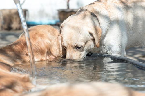 狗狗不喝水能存活多久 什么情况下会让狗狗脱水 关于狗和水的事