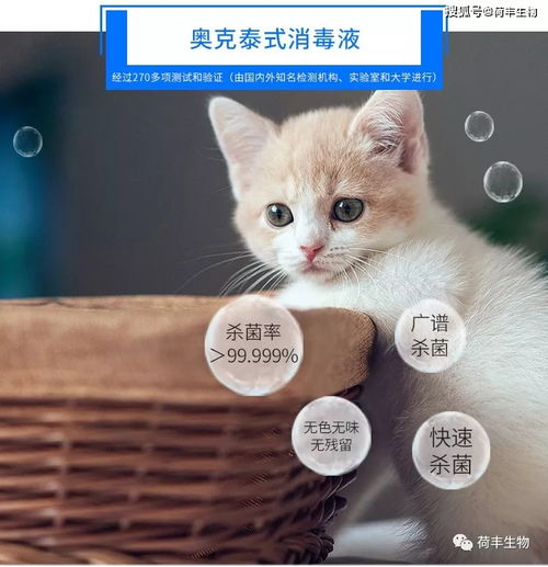 养猫家庭用什么消毒剂消毒