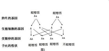 人类能卷舌是一种显性性状.根据遗传图解可以分析出父母的基因组成是 A.AAB.AAC.AaD.AA 题目和参考答案 青夏教育精英家教网 