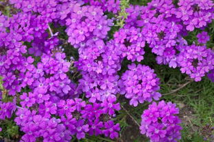 开紫色的小花的植物有哪些,开紫色花的所有植物名称？