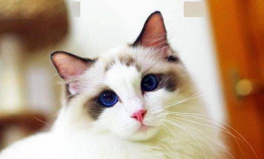 布偶猫要养多久才粘人,布偶猫长多大成形？